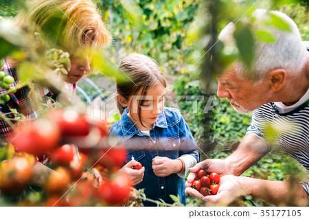 Senior couple with grandaughter gardening in the 35177105