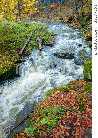 Autumn, fall wild river Doubrava, picturesque 35177251