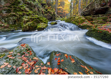 Autumn, fall wild river Doubrava, picturesque 35177260