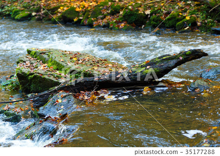 Autumn, fall wild river Doubrava, picturesque 35177288