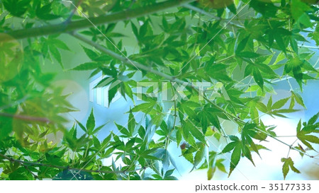 Fresh green 35177333