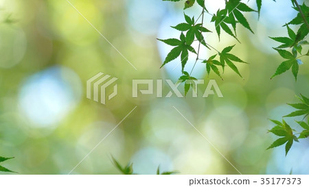 Fresh green Fresh green 35177373