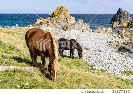 Kandachime in Shiriyazaki 35177517