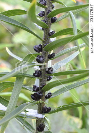 Onigiri竹草 Onigiri竹草 35177987