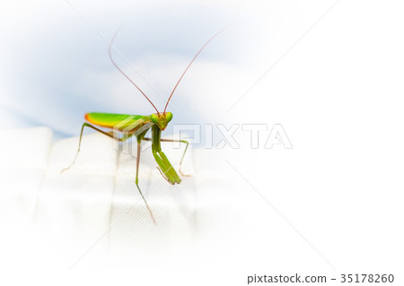 Praying Mantis insect background Praying Mantis insect background 35178260