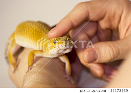 Cute gecko heating in hands Cute gecko heating in hands 35178389