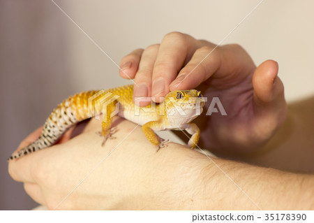 Cute gecko heating in hands 35178390