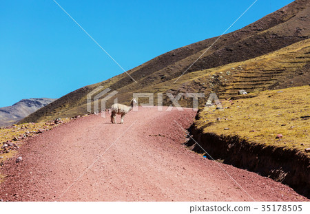 Alpaca Alpaca 35178505