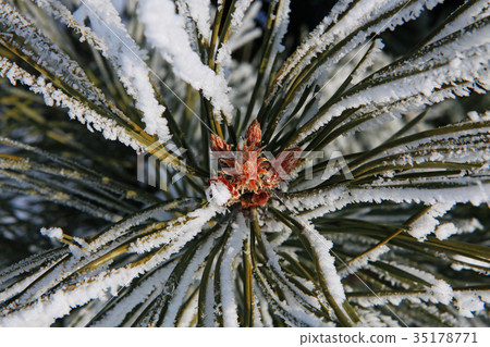 part of fir tree at winter part of fir tree at winter 35178771
