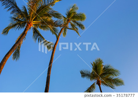 Hawaii Waikiki Palm Tree 35178777