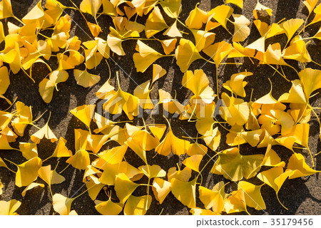 Ginkgo carpet 35179456