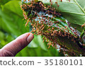 Ants trying to bite finger 35180101