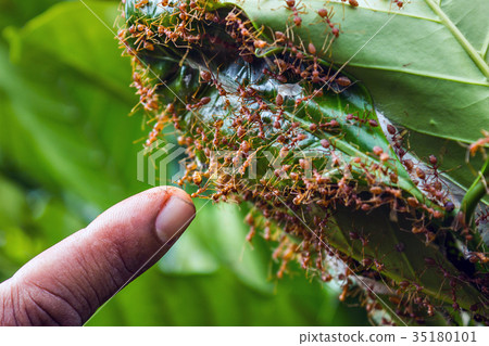 Ants trying to bite finger Ants trying to bite finger 35180101