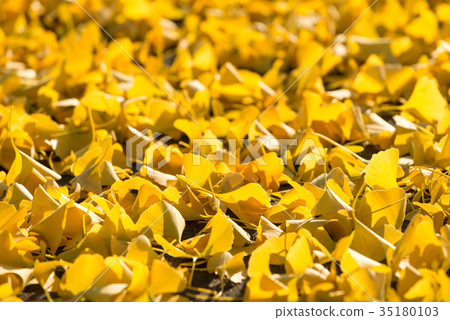 銀杏地毯 35180103