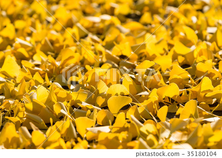 銀杏地毯 35180104