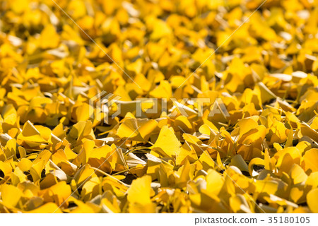 銀杏地毯 銀杏地毯 35180105