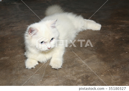 White Persian cat looks right and lays on floor White Persian cat looks right and lays on floor 35180327