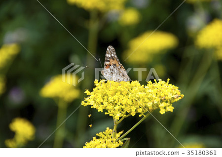 Flower and butterfly Flower and butterfly 35180361
