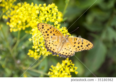 花和蝴蝶 35180362