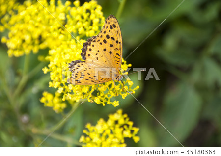 黃色花和豹子蝴蝶 35180363