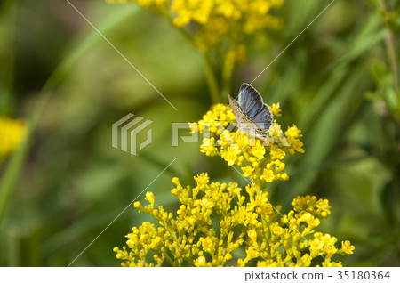 Yamato Shijimi and Ominaesi 35180364