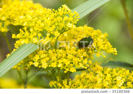 Ominaeshi and Hanamuri 35180366