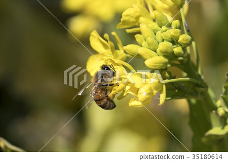 蜜蜂採集油菜花的花蜜 35180614