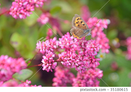 羅斯紅色花和賢哲蝴蝶 羅斯紅色花和賢哲蝴蝶 35180615