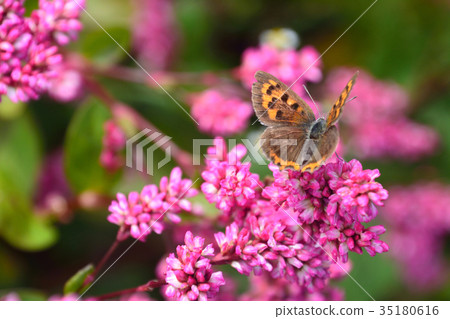 Rose red flower and sage butterfly 35180616