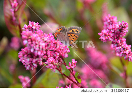 Rose red flower and sage butterfly 35180617