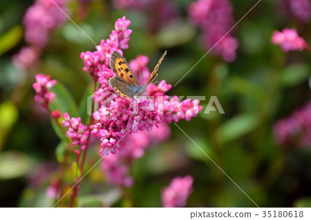 Rose red flower and sage butterfly 35180618