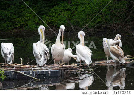 Group Great white pelican sits on a log in the Group Great white pelican sits on a log in the 35180748