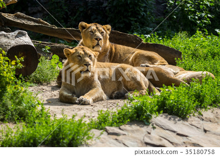 lion pride rests after hunting lion pride rests after hunting 35180758
