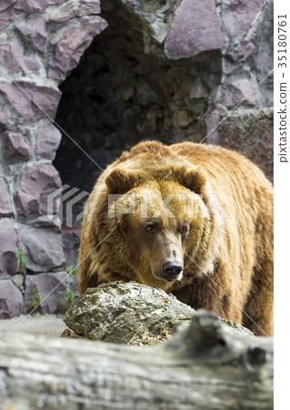The brown bear came out of the cave The brown bear came out of the cave 35180761