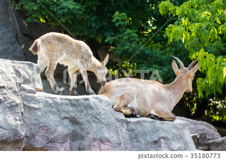 The kid of the East Caucasian tour is playing at 35180773