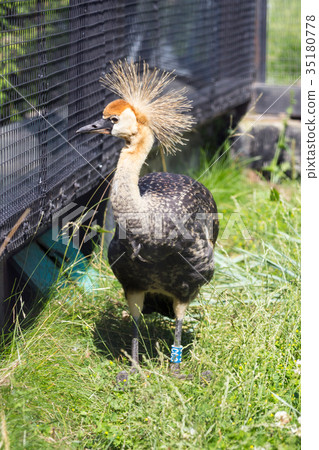 Gray Crowned Crane in an enclosure Zimbabwe Gray Crowned Crane in an enclosure Zimbabwe 35180778