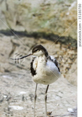 Pied avocet in the Bukle du Baule National Park in Pied avocet in the Bukle du Baule National Park in 35180780