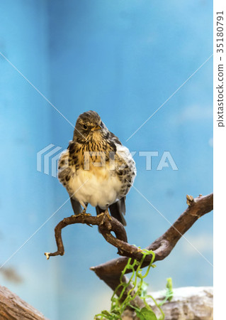 Birds of prey - Common buzzard Buteo buteo Birds of prey - Common buzzard Buteo buteo 35180791