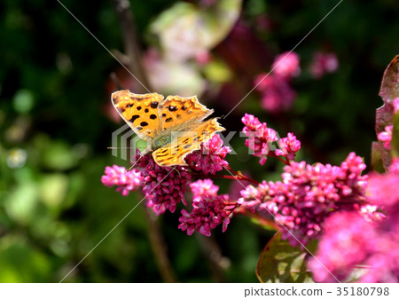 Kitateha butterfly on a rose flower 35180798