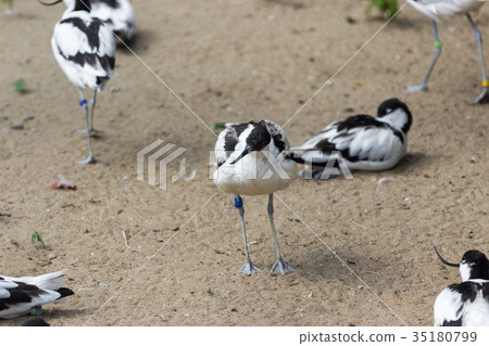 Pied avocet in the Bukle du Baule National Park in Pied avocet in the Bukle du Baule National Park in 35180799