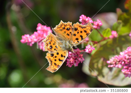Kitateha butterfly on a rose flower 35180800