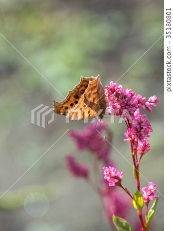 Kitateha butterfly on a rose flower 35180801