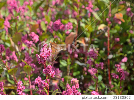 在玫瑰花的Kitateha蝴蝶 35180802