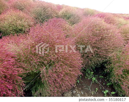 Kokia也被稱為紅色的Horoscogusa 35180817