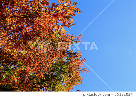Autumn leaves Ibaraki Prefecture Naka City Autumn leaves Ibaraki Prefecture Naka City 35181024