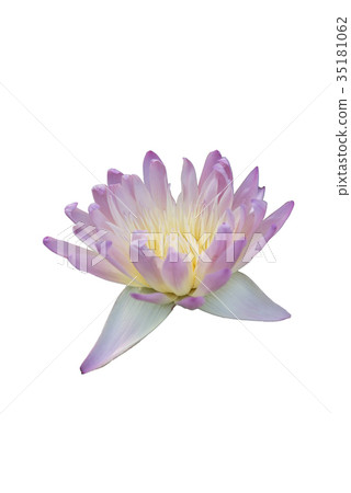 Lotus on white background 35181062
