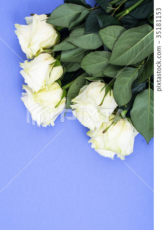 White roses on bright pastel background White roses on bright pastel background 35181153