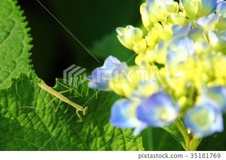 Hydrangea Hydrangea 35181769