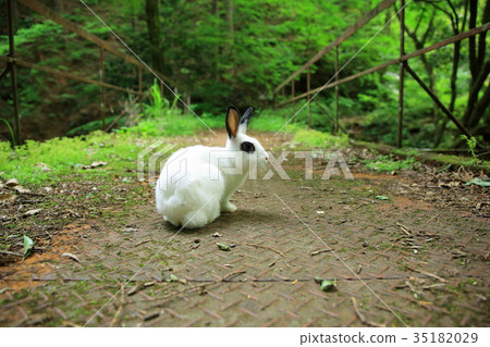 图库照片: 桥 桥梁 兔子