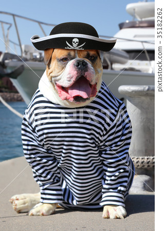 The mariner American Bulldog The mariner American Bulldog 35182262